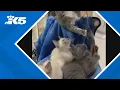 Stolen kitten found safe returned to Lynnwood pet rescue