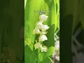 Download Lagu De koelte van de natuur: Lelietje-van-dalen