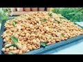 Download Lagu RESEP KACANG BAWANG YANG ENAK RENYAH GURIH GAK BERMINYAK ‼️ KACANG BAWANG OVEN TANGKRING ANTI GAGAL