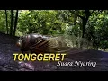 Download Lagu Tonggeret Suara Nyaring