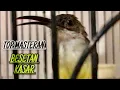 Download Lagu TOP MASTERAN KASAR‼️Pijantung Pisang Gacor Mbeset Ngekek Panjang Suara Jernih | KICAU TEMBAK