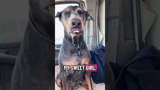 Sleepy V .. #fyp #pets #doberman #dream #vlog