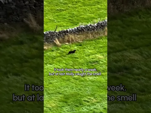 Luring A Lost Dog To Safety Using Bacon