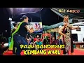 Download Lagu PAJU GANDRUNG TEROB BANYUWANGI || KEMBANG WARU || Pecari Putih - live Kemiren 2024