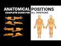Anatomical positions All Anatomical positions