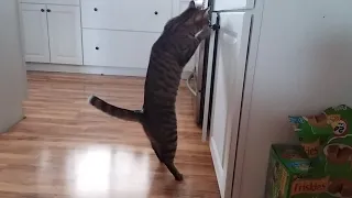 Iris the alarm clock