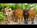 Funny Herding Tame Cows Every Afternoon - Funny Cows Cows Eating Grass Cows Sounds Dancing Cows 2