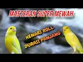 Download Lagu MASTERAN SUPER MEWAH💥 KENARI ROLL PANJANG‼️