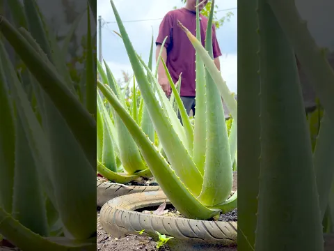 1 TANAMAN BERAGAM PRODUK ππ
