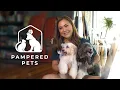 Meet Karen Davila s adorable Havanese dogs Pampered Pets