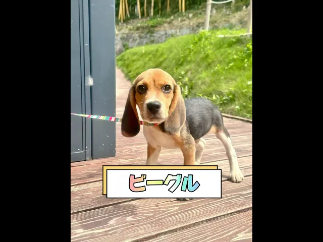動画