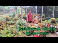 Download Lagu Jual dibawah rata rata#tanaman hias