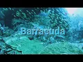 Barracuda | The Fascinating Life of the Barracuda: Nature's Underwater Predator - Wildlife. (HD)