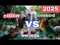 masteran cililin vs Lovebird full tembakan ! suara asli dan berjeda