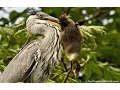 An avian predator known as a heron can eat enormous meals of duck birds whole and head first