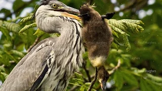 An avian predator known as a heron can eat enormous meals of duck birds whole and head first