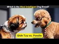 Shih Tzu vs Poodle Which is the Most Intelligent Dog Breed