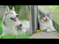 Download Lagu After 9 Months Raised by a Husky, This Cat Really Thinks He’s a Dog!
