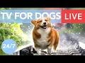 Download Lagu TV for Dogs! Chill Your Dog Out with this 24/7 TV and Music Playlist!