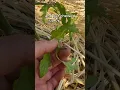 Download Lagu How To Prune For Healthy Tomatoes!