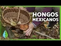 10 Edible Mushrooms in Mexico How to Recognize Them