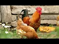 Crazy Chicken funny ringtone DJ mix 2019 for mobile phones