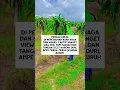 Download Lagu WHAT WORK IN AUSTRALIA || WHV HOLDER #dj #nttpride #whvindonesia #whv #agedcareaustralia