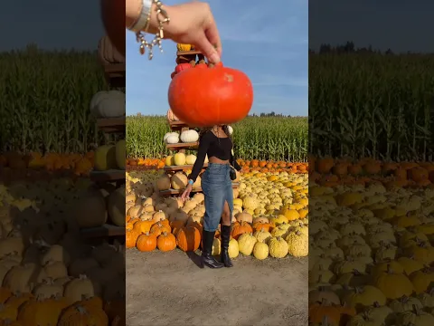 3rd time at the patch this season 🤣 #PumpkinPatch #PumpkinHead #SwansTrailFarms #Washington