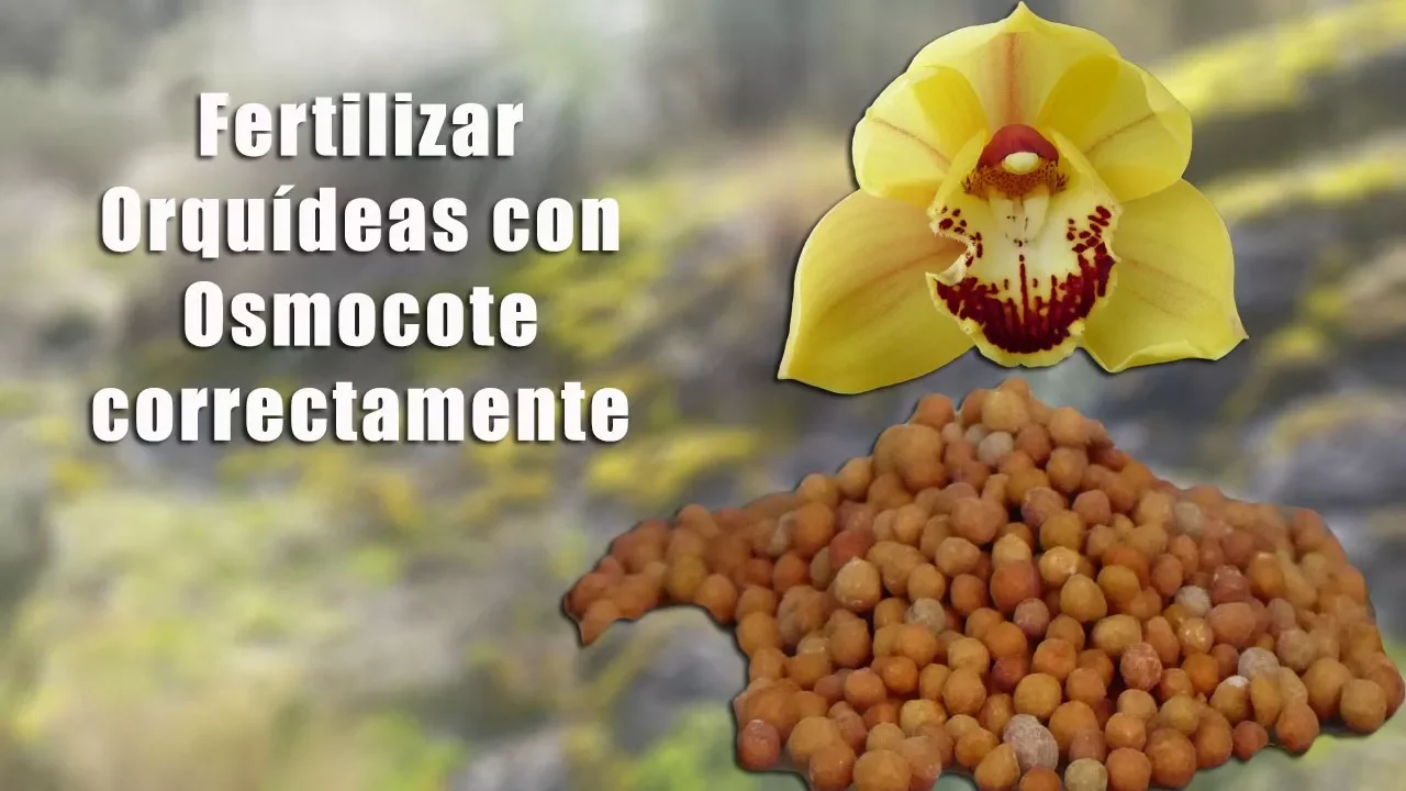 CÓMO USAR ABONO OSMOCOTE EN LAS ORQUÍDEAS? ORQUIPLANET