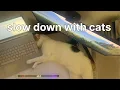 Download Lagu Slowing down at home with cats