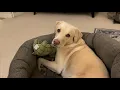 Olive and Mabel - co-authors