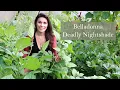 Download Lagu Deadly Nightshade (Atropa belladonna) growing in Ireland MP3