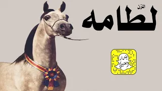 لطامه اداء سعد محسن 2023 حصريا 