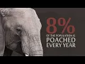 The African Hunting Crisis Motion Graphic
