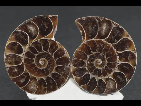 アンモナイト 化石 ペア 31.0g｜天然石 化石 通販 キラリ石
