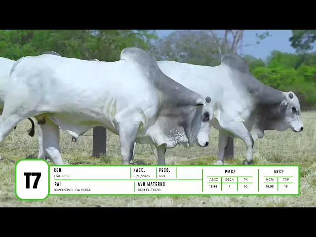 4 Touros Nelore P.O.