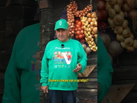 Всегда сажаю лук в октябре! Вырастает крупнее и на месяц раньше