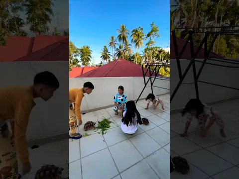 Mukbang Kura kura Sulcata Makan Daun 🍃