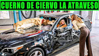 UN CUERNO DE CIERVO LE ATRAVESÓ EL CUERPO