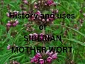 Exploring the Rich History of SIBERIAN MOTHERWORT Nature s Smokeable Herb