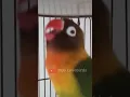 Download Lagu lovebird ngekek panjang #lovebirds #birds #birdsounds