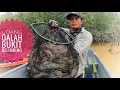 Download Lagu Rezeki Udang Galah Bukit Belimbing | Memancing Udang Galah #prawnfishing