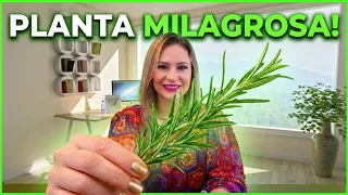 🟢MIRACLE PLANT, discover the 30 Benefits of Rosemary in Natura, Tea and Oil 🌿🍵🧴