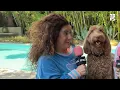 Marissa Jaret Winokur on Why Hairspray Is the Gift That Keeps on Giving & How Her Dogs Run her Home