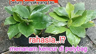 planting galangal in polybags for a quick harvest galangal galangalfarmers nursangarden