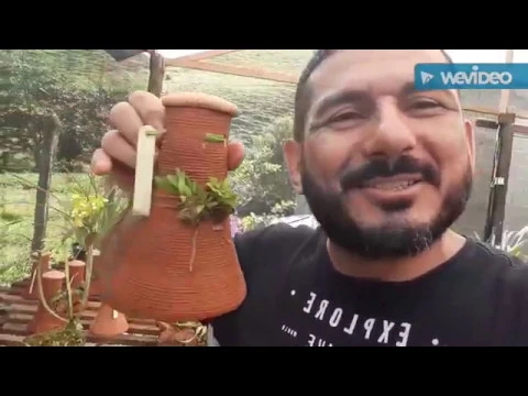 DICAS DE CULTIVO DE ORQUÍDEAS 381