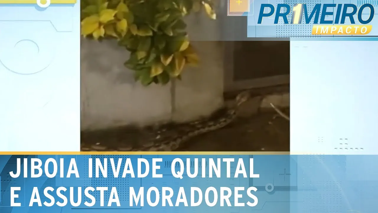 Jiboia gigantesca invade quintal e deixa moradores trancados em casa | Primeiro Impacto (28/11/23)