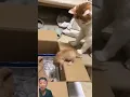 Download Lagu Tingkah lucu kucing 🐱‼️newsflare#shorts