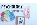 AP Psychology - The Human Brain