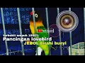 Download Lagu PANCINGAN LOVEBIRD BETINA BIRAHI BUNYI | BIRAHI NGEKEK PANJANG